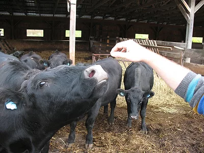 Organic livestock