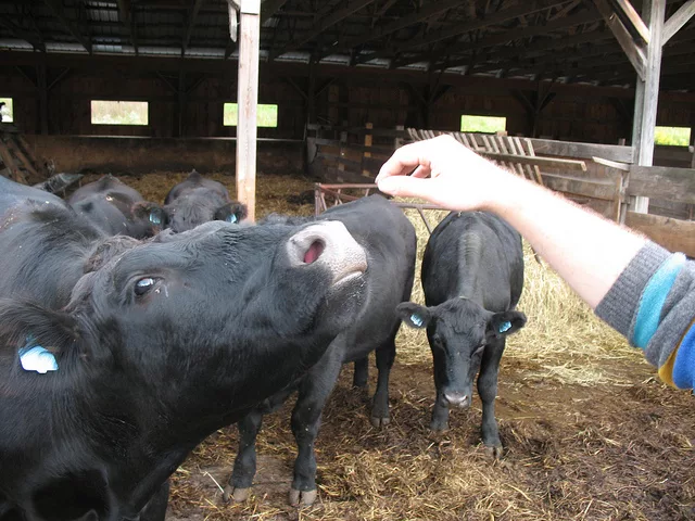 Organic livestock