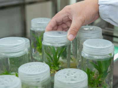 Plant biotechnology research