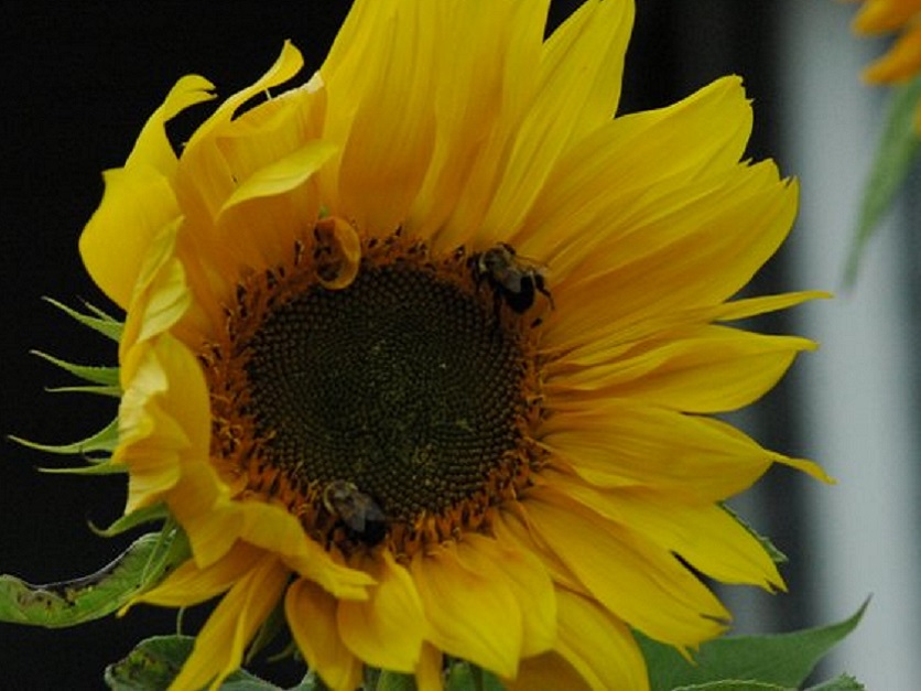Pollinators_Sunflower