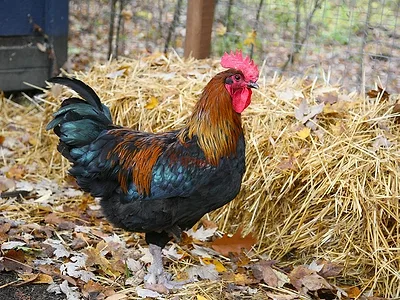 Rooster