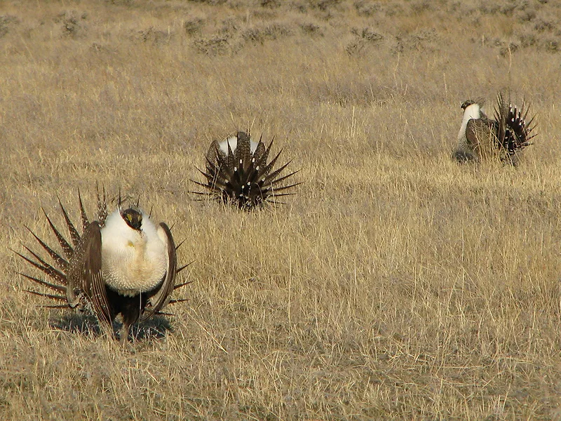 Sage grouse