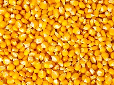 Corn pic