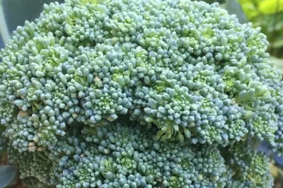broccioli