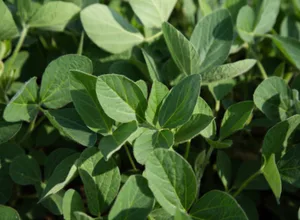 USB_nonGMO_higholeicsoy.png