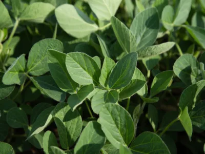 USB_nonGMO_higholeicsoy.png