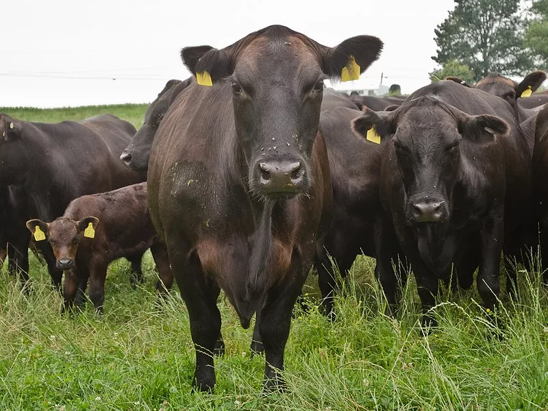 Cattle-836