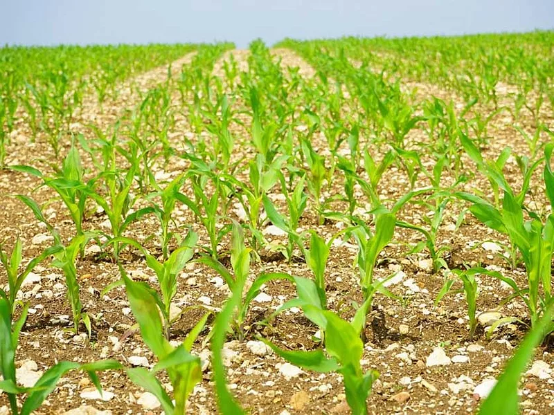 Corn-836