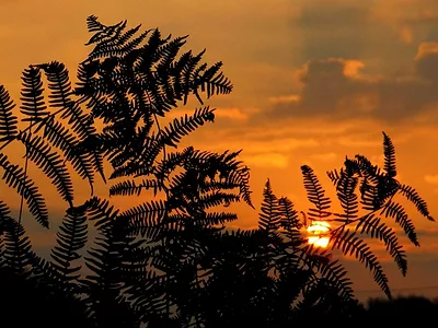 Daybreak