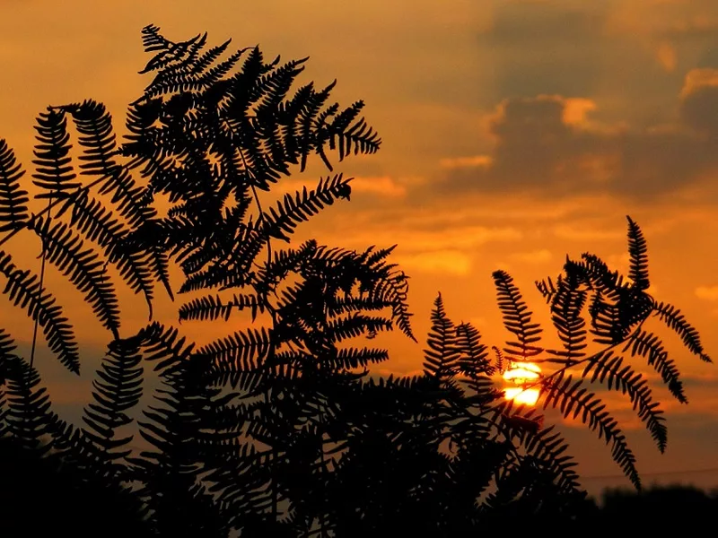 Daybreak-Fern-836