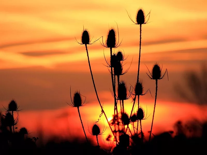 Daybreak-thistle-836