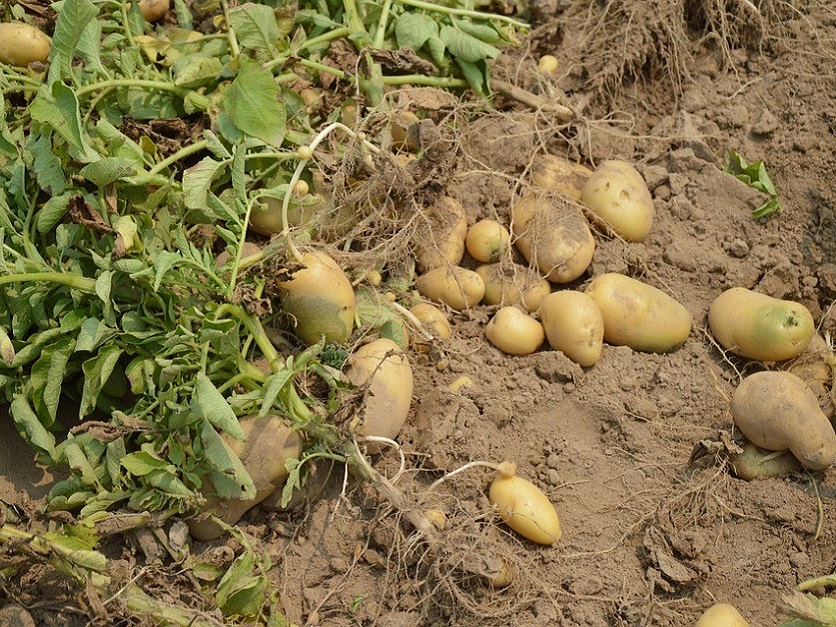 Potato-Crop-836