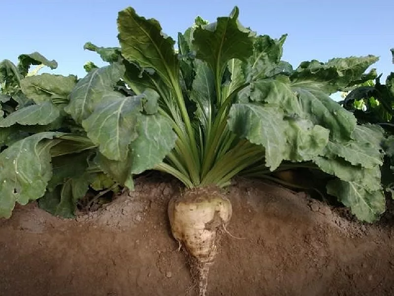 Beet-sugar-836