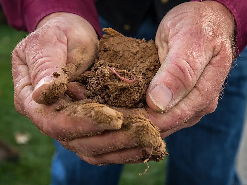 Hands_holding_soil.jpg
