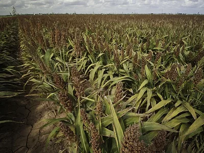 sorghum Texas