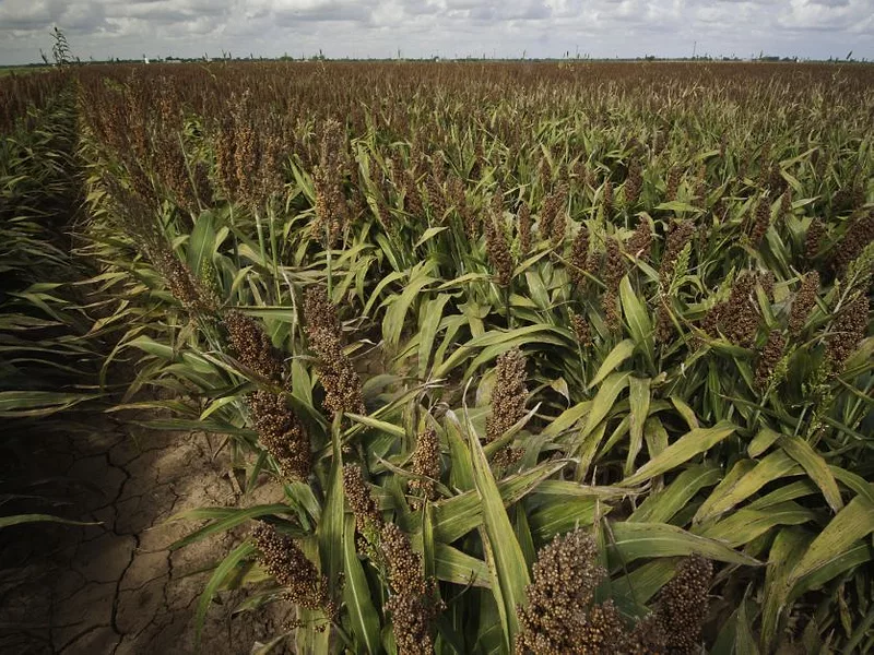 sorghum Texas