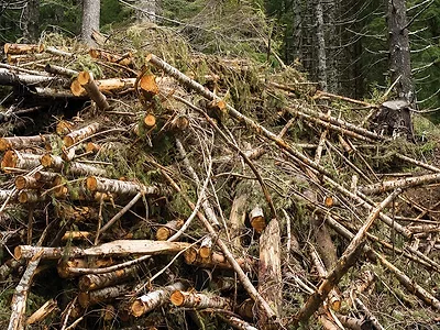 cut trees