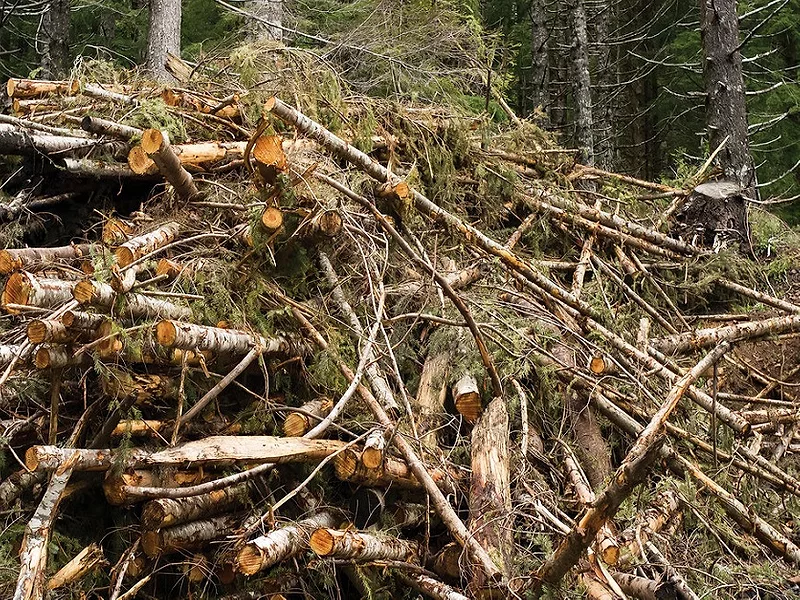 cut trees