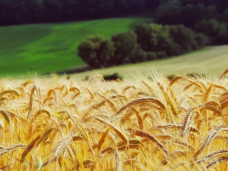 Wheat 836x627