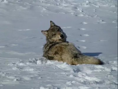 Gray wolf