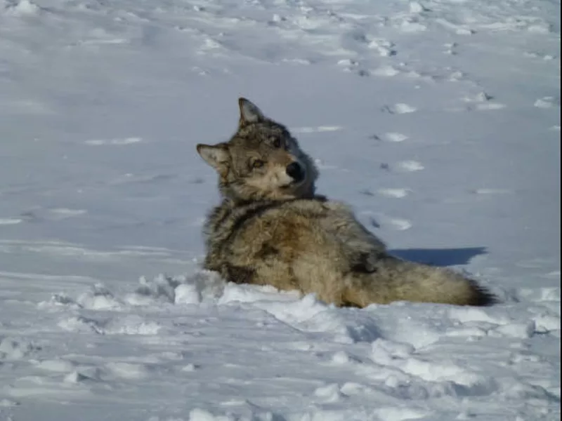 Gray wolf